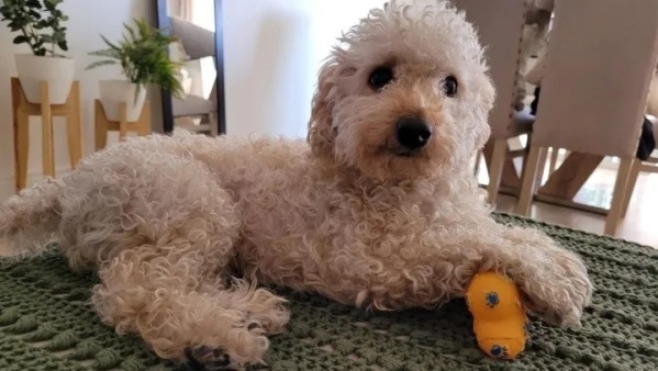 "Esculpí un riñón": una usuaria compartió la foto del perro de su amiga después de ir a la peluquería