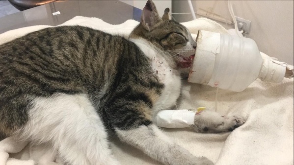 Encontraron una gata atropellada, pidieron dinero, les donaron de más y ahora quieren darlo a otras protectoras