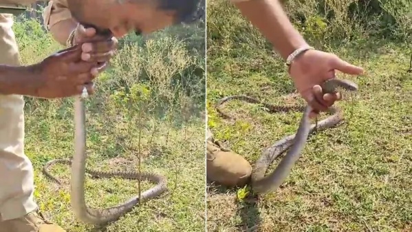 Con respiración boca a boca, un hombre salvó a una serpiente intoxicada con pesticidas y se volvió viral