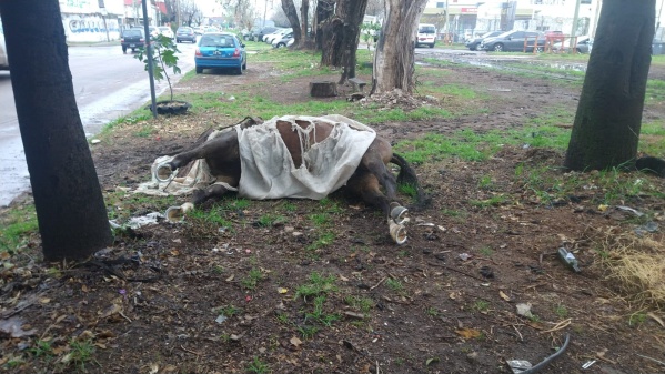 "Los matan y los tiran": La triste postal de los caballos en barrio Hip&oacute;dromo