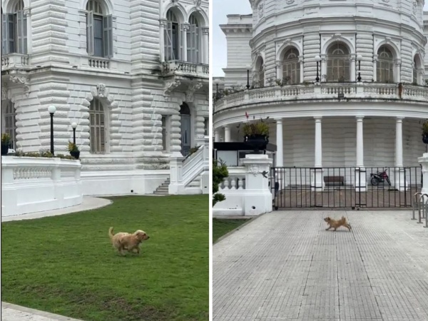 Antonia, la perrita platense que enterneció a todos con su entusiasmo por el juego: "Se hizo un amigo"