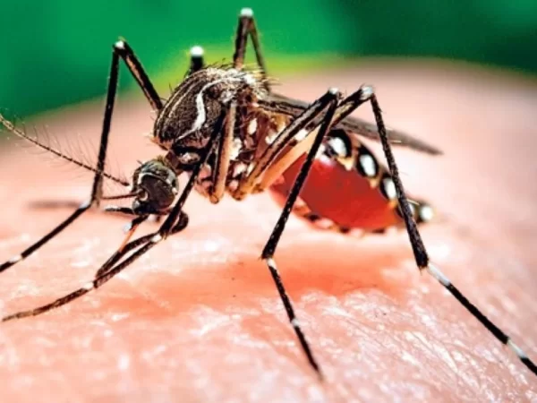 Alerta en la provincia por 200 casos autóctonos de dengue y 70 de chikungunya
