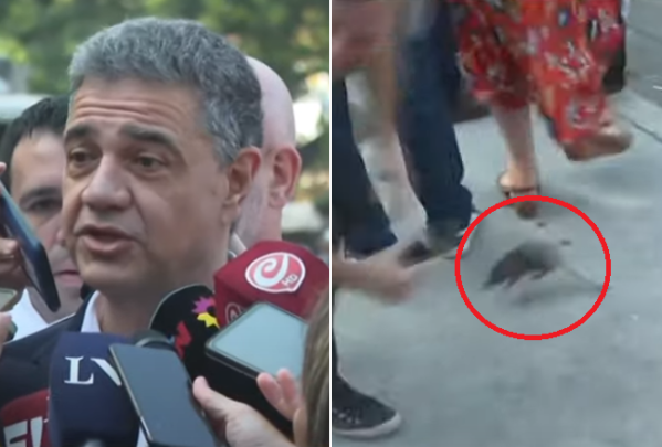 "¡Una rata!" un roedor gigante caminó entre las piernas de Jorge Macri y los movileros en medio de una rueda de prensa