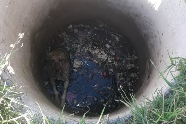 Un perro se cayó dentro de un pozo en Altos de San Lorenzo y debió ser rescatado: los vecinos reclaman "que lo tapen ya"