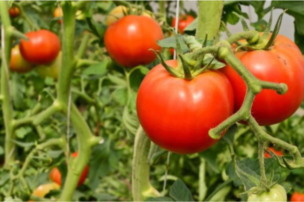 Emiten más recomendaciones ante la alerta fitosanitaria que rige en La Plata por un virus detectado en tomates