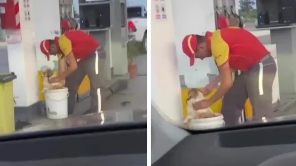 “No todo está perdido”, un playero baña perritos por el calor, y la gente reaccionó en las redes sociales