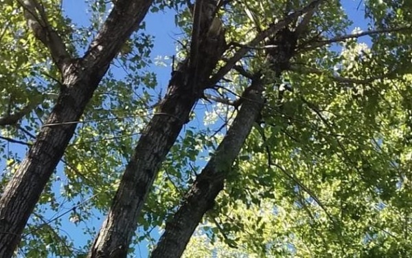 En 64 y 135 piden que se quite un árbol que estaría próximo a caerse