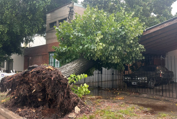 Un árbol cayó sobre una casa en El Mondongo en medio del temporal en La Plata