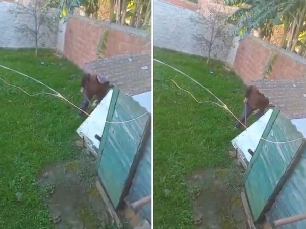 Vecinos filmaron a un hombre apaleando a su perro y denunciaron por maltrato animal