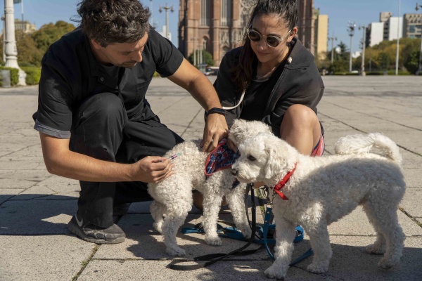La Municipalidad de La Plata realizará una jornada de vacunación antirrábica gratuita para perros y gatos