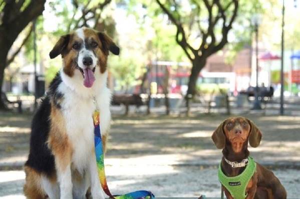 Vacunación gratuita para perros y gatos de la región: las jornadas se darán en Gorina, Romero y Los Porteños