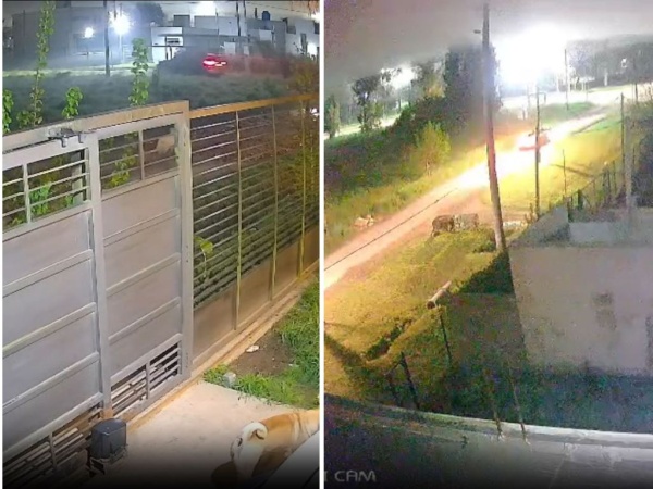 Delincuentes se robaron una camioneta en San Carlos y quedaron filmados