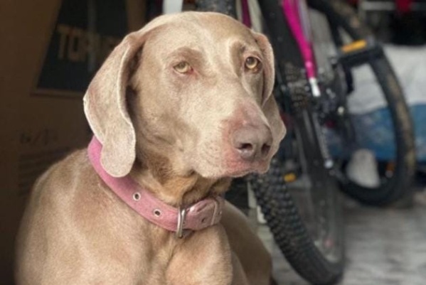 Una mujer buscaba a su perra en Altos de San Lorenzo y la encontró mutilada: "No sé quién puede tener tanta crueldad"