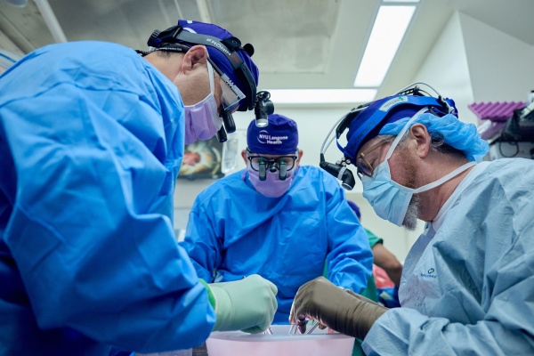 Avanza la implementación de riñones de cerdo en trasplantes humanos: en un caso inédito, hubo respuesta positiva