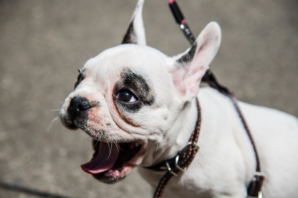 ¿Cómo detener el "estornudo inverso" en los perros y qué razas lo padecen más?