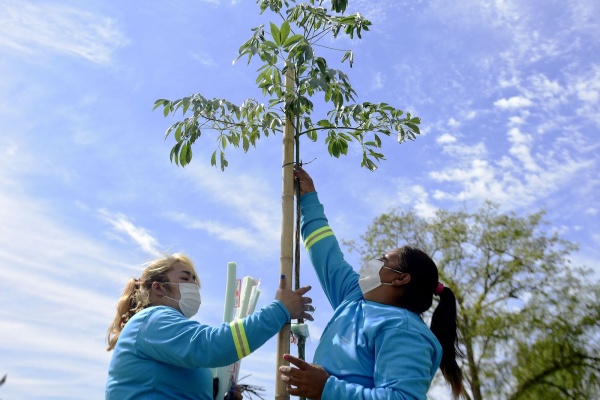 Avanza el plan de forestación en La Plata y ya se plantaron seis mil nuevos árboles