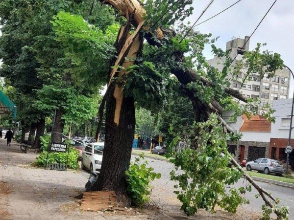Vecinos advierten por la copa de un árbol que está sostenida por los cables en 7 entre 61 y 62