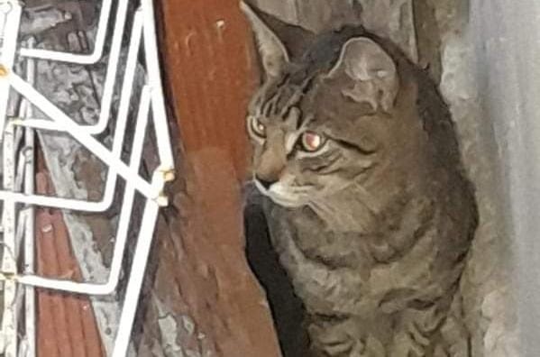 Una gatita fue arrojada por su dueña en La Plata a través de un paredón pero encontró la "salvación": "Es muy tierna"