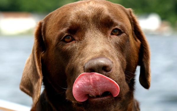 Nuevo jornada antirrábica gratuita en Villa Elvira