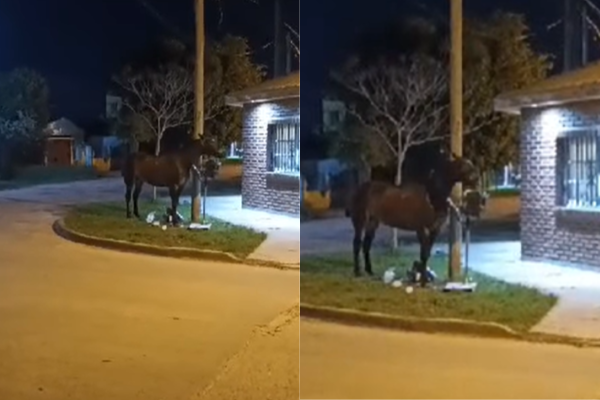 Vecinos de Berisso denunciaron que caballos andan sueltos en plena calle: "Es un peligro"