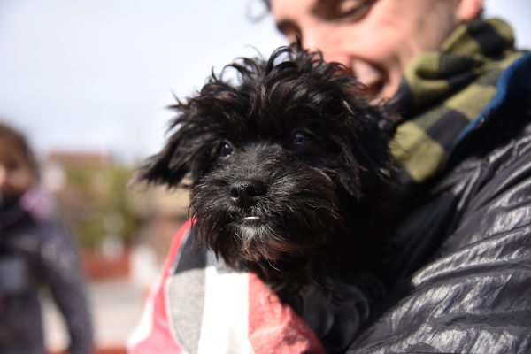 El municipio organiza una jornada especial por el Día del Animal para promover la tenencia responsable de mascotas