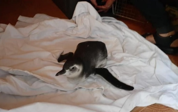 La aparición de un pingüino sorprendió a los bañistas que se encontraban en la costa de Berisso