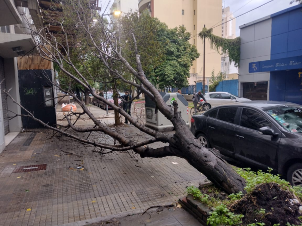 En la zona de Plaza Paso pidieron que se retire un árbol que cayó sobre una obra en construcción