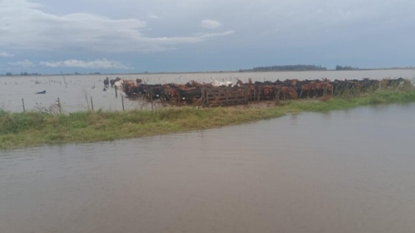 ARBA eximió del Inmobiliario Rural a productores de 19 distritos bonaerenses afectados por inundaciones