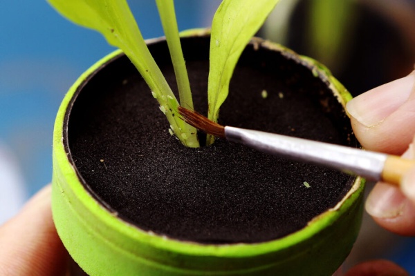 Científicos platenses y un gran descubrimiento para el desarrollo hortícola de la ciudad