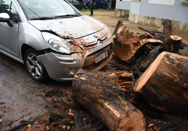 Las impactantes imágenes del árbol que cayó sobre un auto en 6 y 34