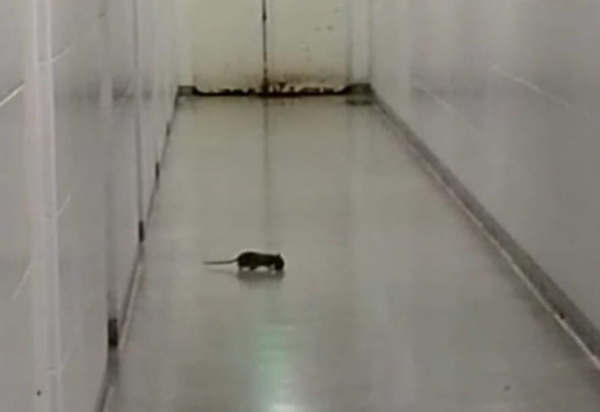 Trabajadores denunciaron que ratas mordieron a pacientes en el Hospital de Melchor Romero