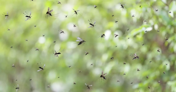 Especialistas revelaron cuándo terminará la invasión de mosquitos en La Plata