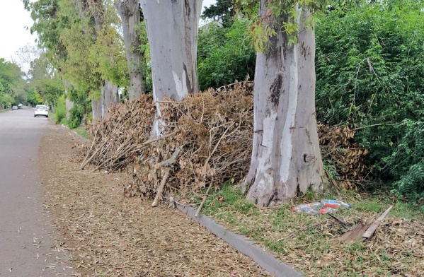 C&uacute;mulos de ramas en la ciudad, el reclamo de los vecinos: "La gesti&oacute;n deber&iacute;a ser la mejor campa&ntilde;a"