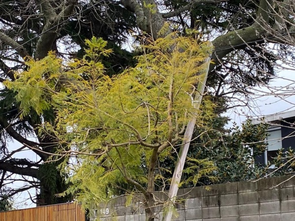 Vecinos de City Bell piden el corte de un árbol que está dañando los cables de luz