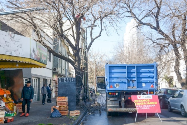 Continúa el conflicto por la poda de árboles entre ambientalistas y la municipalidad