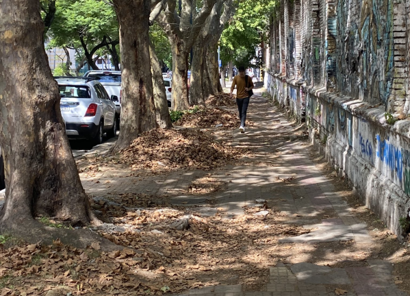 "Gran jugada": un vecino mostr&oacute; que camuflaron con hojas a "la peor vereda de La Plata"