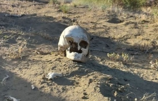 Una mujer encontró un cráneo humano en Villa Elvira: Investigan que pasó