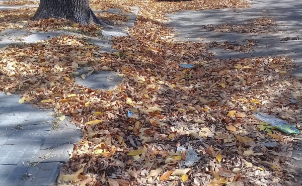 Vecinos de las inmediaciones del Bosque piden que recojan las hojas caídas que "abundan" en las veredas y calles