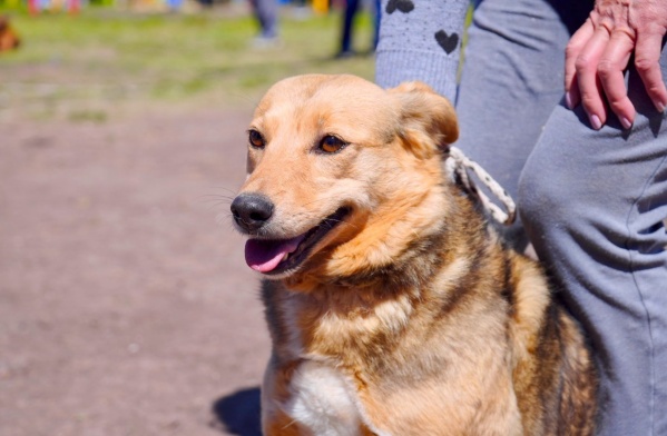 Se realizará una jornada de vacunación para perros en distintos barrios de La Plata