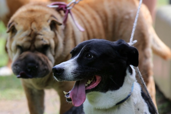 Se llevará a cabo una nueva jornada de vacunación antirrábica en Plaza Moreno