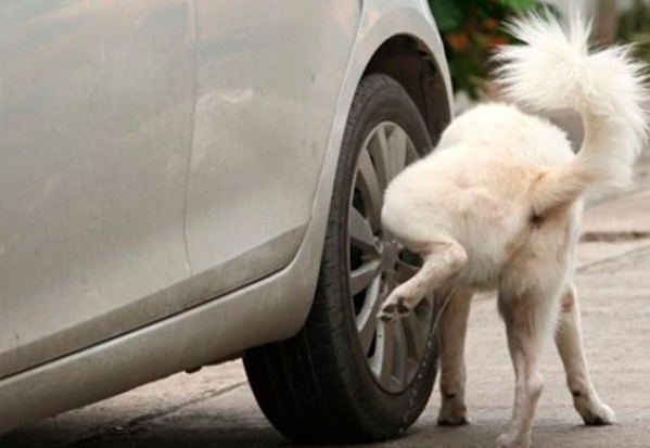 "La ciudad entera está tapizada por meo": su perro hizo pis en una rueda y se "indignó" con la reacción de su dueño