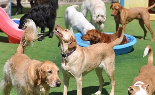 Una empresa creó la mejor forma para que los perros no estén lejos de sus dueños mientras trabajan