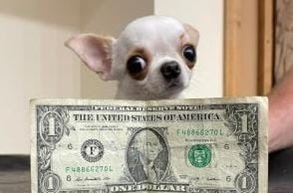 Una perrita de raza chihuahua mide como un "dólar" y fue catalogada como la más pequeña del mundo