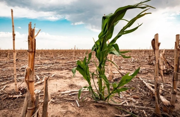 El Ministerio de Economía declaró la emergencia y el desastre agropecuario en 64 municipios de la Provincia de Buenos Aires