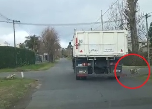 "Te tengo filmado": Denuncian que un hombre abandonó un perro con un camión de la Municipalidad de La Plata