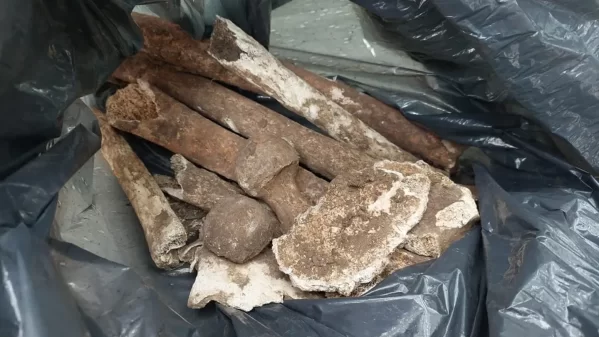 Encontraron una bolsa con huesos humanos y convocaron al Equipo Argentino de Antropolog&iacute;a Forense: cu&aacute;l es la hip&oacute;tesis