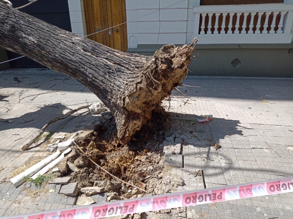 Se cayó un árbol en 43 entre 10 y 11: "De milagro no le pasó nada a nadie"