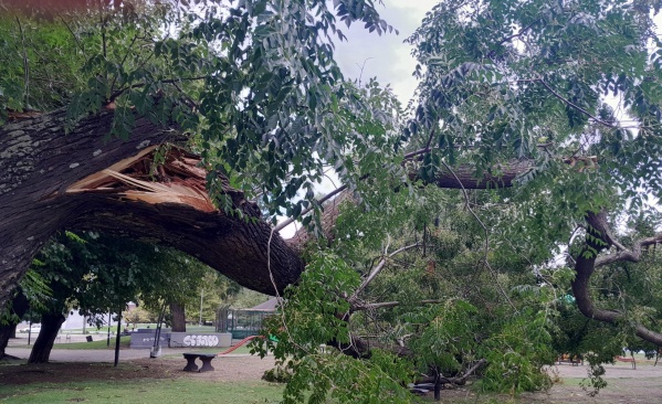 Vecinos reclaman por un árbol caído en Plaza Belgrano