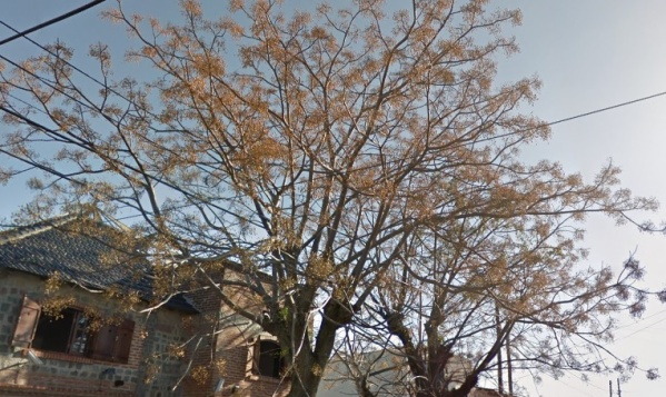 Vecinos de Los Hornos piden que se pode un árbol porque las ramas están entrando a una casa