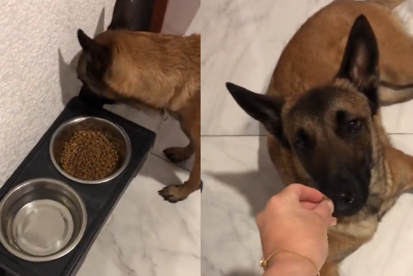 “El peor fraude de la historia”: un perro no quería comer su alimento y su dueña lo engañó completamente